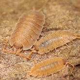 Porcellio nicklesi “Orange"
